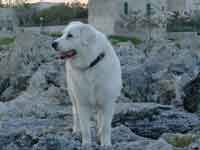 abruzzo shepherd dog